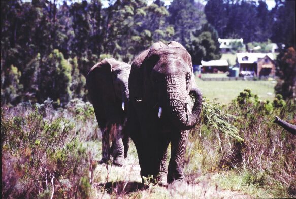 the elephant - a good friend